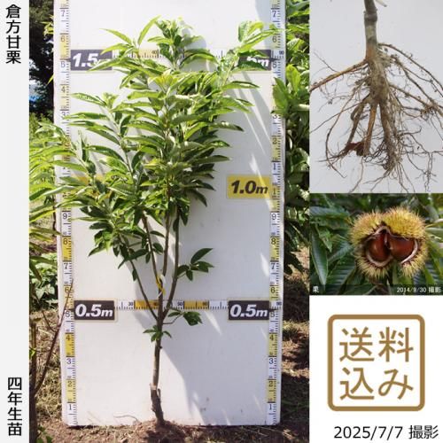 2023年発芽の栗の苗木10本/大粒/幼木/植木/庭木/盆栽/筑波/利平/銀寄 2023年発芽の栗の苗木10本/大粒/幼木/植木/庭木/盆栽/筑波/利平/銀寄