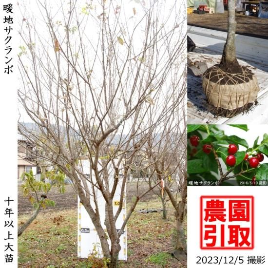 サクランボ 桜桃 暖地さくらんぼ 二年生苗 果樹苗 大苗 苗木販売の隅田農園 京都亀岡