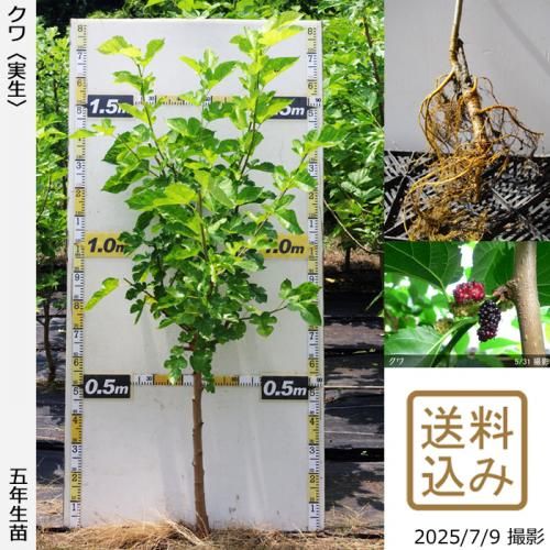 実生 - 果樹苗木・成木通販の 特等大苗専門店 すだ農園@京都亀岡