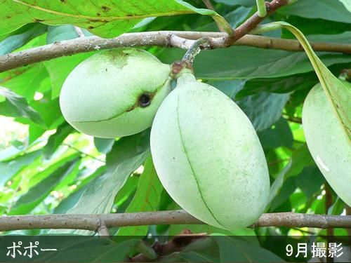 【2025年度予約商品】大苗◇