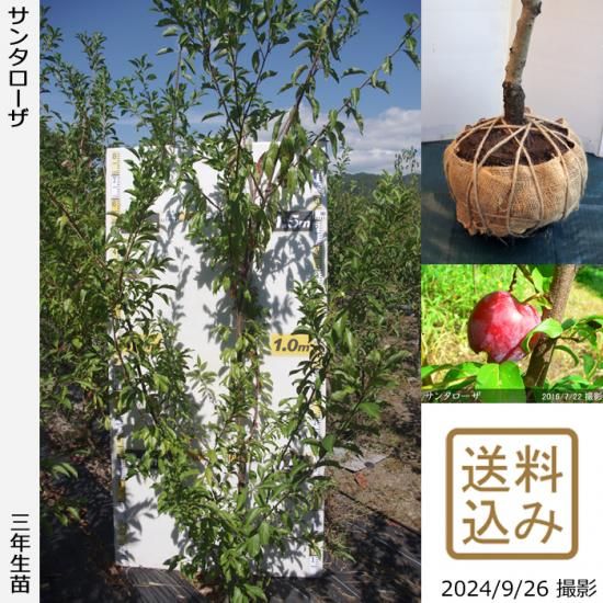 【2025年度予約商品】大苗◇