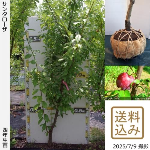 【2025年度予約商品】大苗◇
