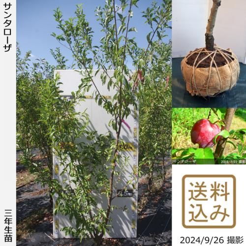 【2025年度予約商品】大苗◇