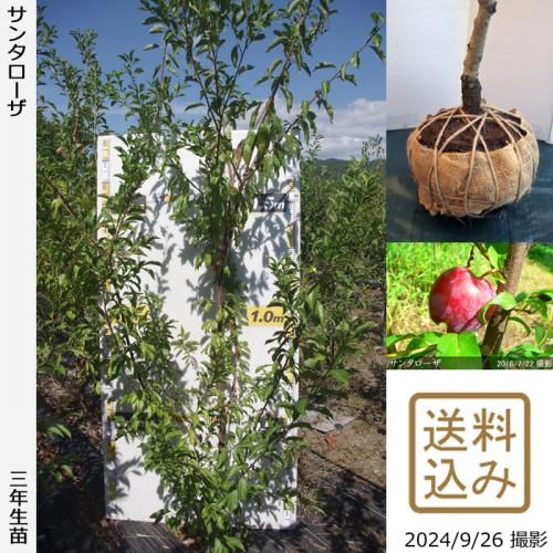 <img class='new_mark_img1' src='https://img.shop-pro.jp/img/new/icons14.gif' style='border:none;display:inline;margin:0px;padding:0px;width:auto;' />2025ǯͽʡġ( ץ)󥿥[Ϸ 2022ǯ:3L]ռӡ緿