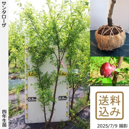 2025ǯͽʡġ( ץ)󥿥[Ϸ 2022ǯ:3L]ռӡ緿