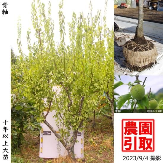 【予約商品】大苗◇ウメ(実梅)