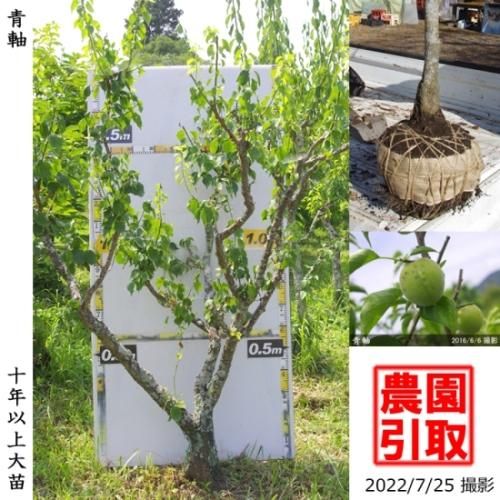 【予約商品】大苗◇ウメ(実梅)