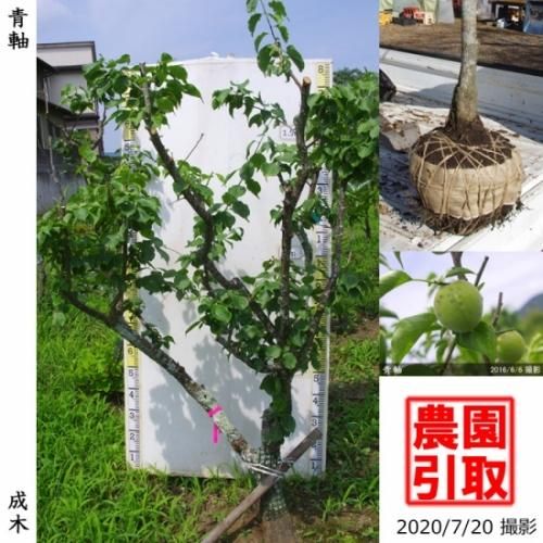 【予約商品】大苗◇ウメ(実梅)