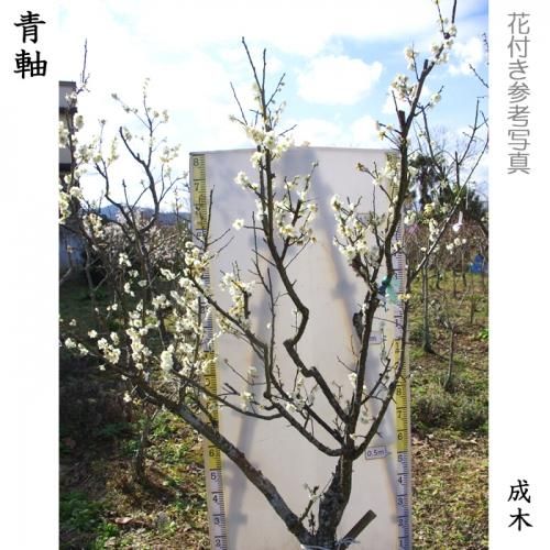 【予約商品】大苗◇ウメ(実梅)
