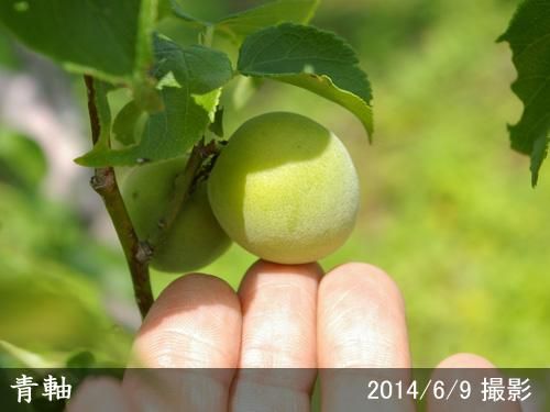 【予約商品】大苗◇ウメ(実梅)