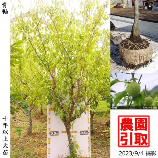 【予約商品】大苗◇ウメ(実梅)