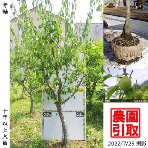 【予約商品】大苗◇ウメ(実梅)