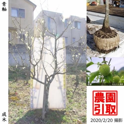 【予約商品】大苗◇ウメ(実梅)