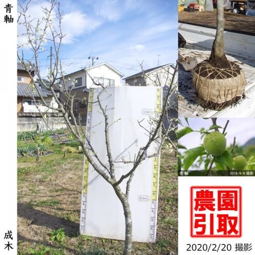 【予約商品】大苗◇ウメ(実梅)