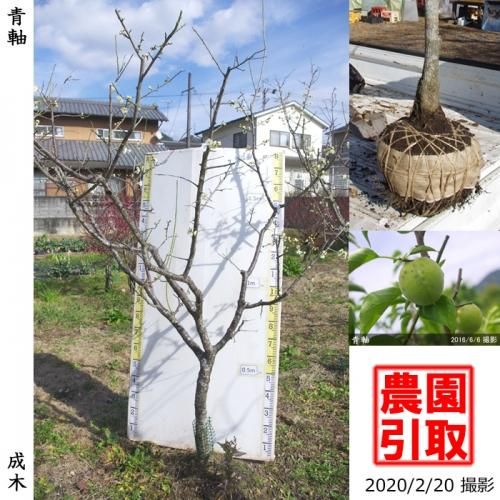 【予約商品】大苗◇ウメ(実梅)