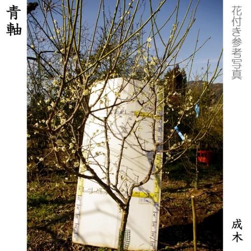 【予約商品】大苗◇ウメ(実梅)