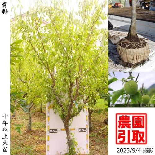 <img class='new_mark_img1' src='https://img.shop-pro.jp/img/new/icons14.gif' style='border:none;display:inline;margin:0px;padding:0px;width:auto;' />ġ()ļ()[Ϸ 2006ǯ:7L]ռӡΤ