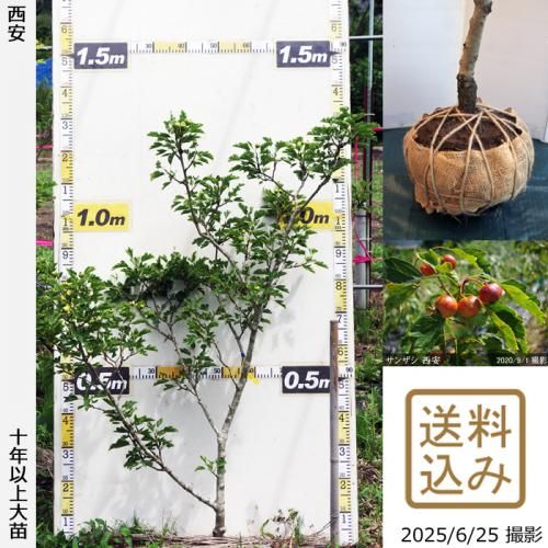 <img class='new_mark_img1' src='https://img.shop-pro.jp/img/new/icons14.gif' style='border:none;display:inline;margin:0px;padding:0px;width:auto;' />【2025年度予約商品】大苗◇サンザシ(山査子) 西安[地堀苗 2016年:S]～実付実績～