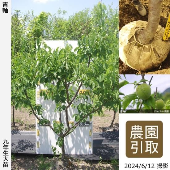 【順次引渡中】大苗◇ウメ(実梅