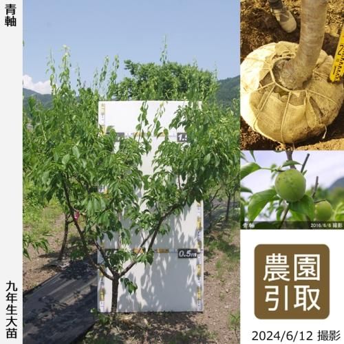 【順次引渡中】大苗◇ウメ(実梅
