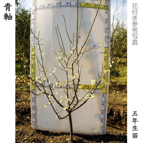 【順次引渡中】大苗◇ウメ(実梅
