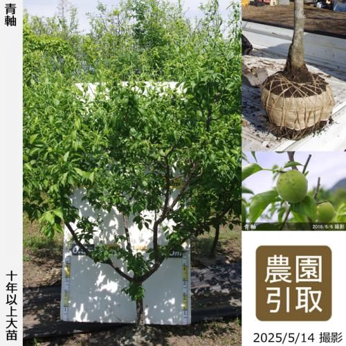 <img class='new_mark_img1' src='https://img.shop-pro.jp/img/new/icons14.gif' style='border:none;display:inline;margin:0px;padding:0px;width:auto;' />ͽʡġ()ļ()[Ϸ 2016ǯ:3L]ռӡΤ