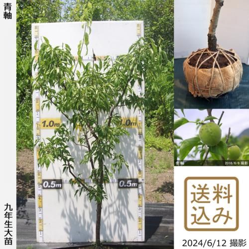 大型便の特大苗 - 果樹苗木・成木通販の 特等大苗専門店 すだ