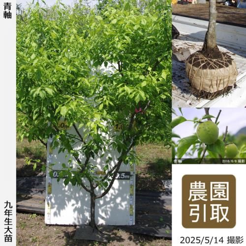 <img class='new_mark_img1' src='https://img.shop-pro.jp/img/new/icons14.gif' style='border:none;display:inline;margin:0px;padding:0px;width:auto;' />2025ǯͽʡġ()ļ()[Ϸ 2017ǯ:3L]ռӡΤ