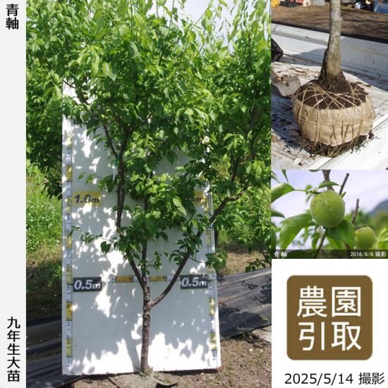 【2025年度予約商品】大苗◇