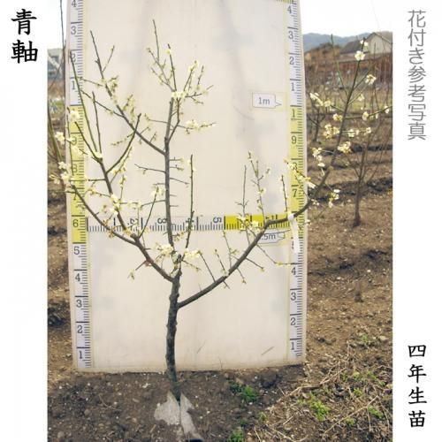 【2025年度予約商品】大苗◇