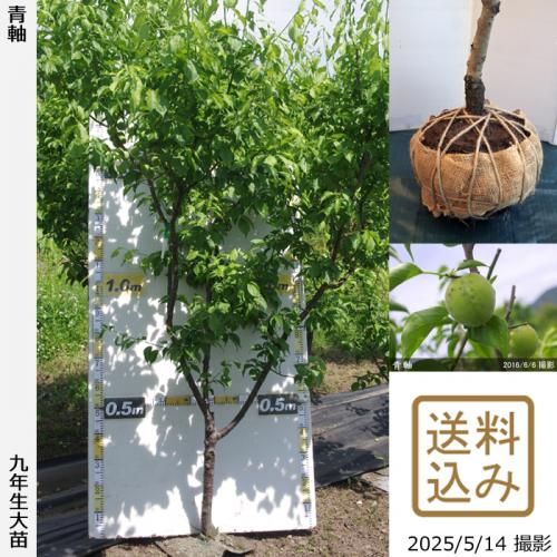 <img class='new_mark_img1' src='https://img.shop-pro.jp/img/new/icons14.gif' style='border:none;display:inline;margin:0px;padding:0px;width:auto;' />2025ǯͽʡġ()ļ()[Ϸ 2017ǯ:LL]ռӡ緿