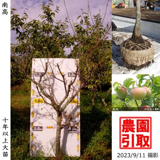 【予約商品】大苗◇ウメ(実梅)