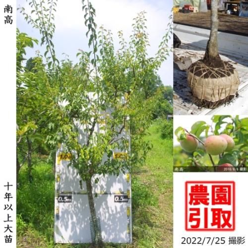【予約商品】大苗◇ウメ(実梅)