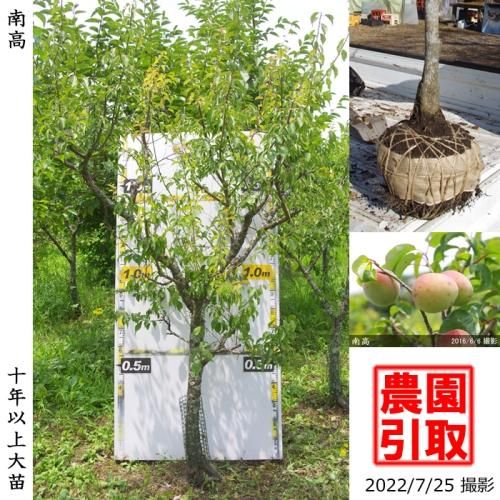 【予約商品】大苗◇ウメ(実梅)