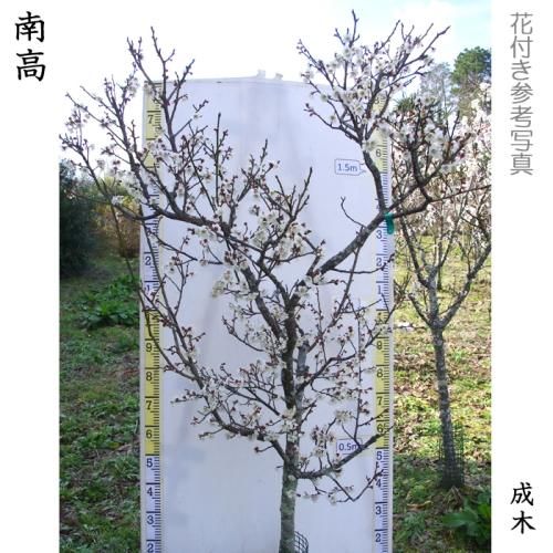 【予約商品】大苗◇ウメ(実梅)