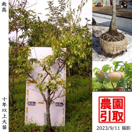 【予約商品】大苗◇ウメ(実梅)