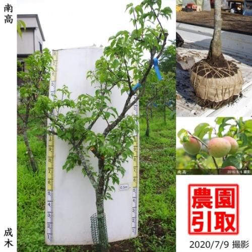 【予約商品】大苗◇ウメ(実梅)