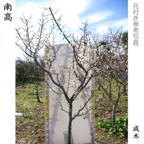 【予約商品】大苗◇ウメ(実梅)