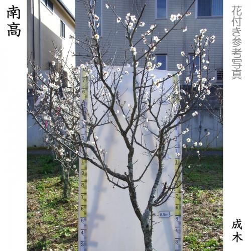 【予約商品】大苗◇ウメ(実梅)