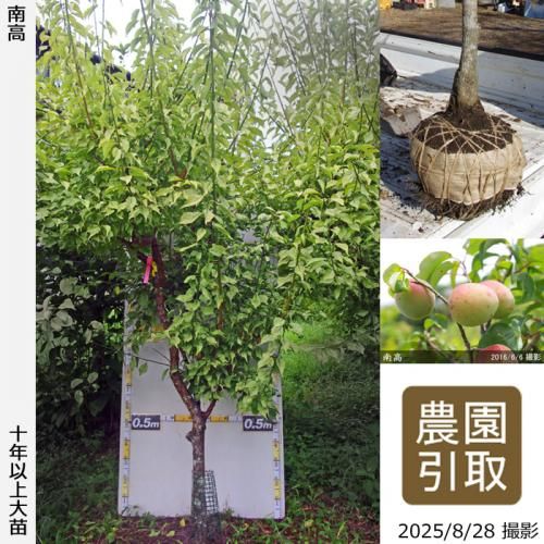 ͽʡġ()(ʤ󤳤)[Ϸ2006ǯ:3L]ռӡΤ