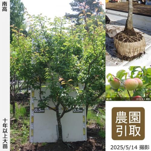ͽʡġ()(ʤ󤳤)[Ϸ2015ǯ:4L]ռӡΤ