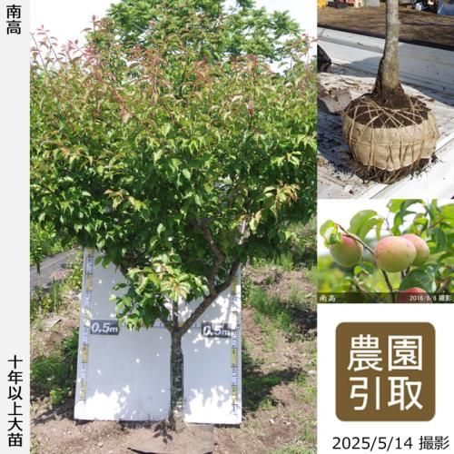 ͽʡġ()(ʤ󤳤)[Ϸ2016ǯ:4L]ռӡΤ