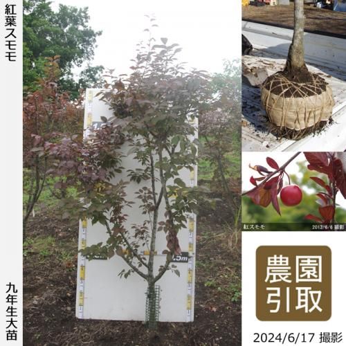 【予約商品】大苗◇スモモ(李
