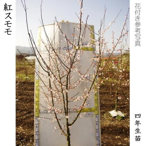 【予約商品】大苗◇スモモ(李