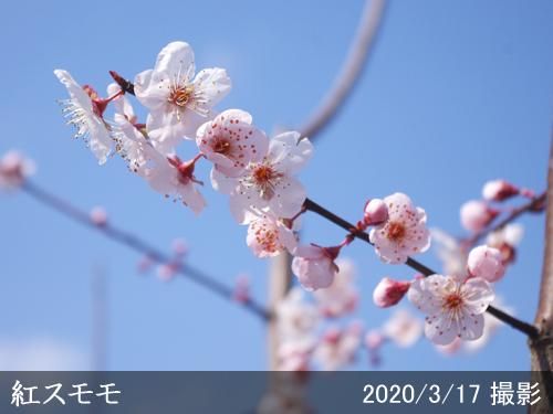 【予約商品】大苗◇スモモ(李