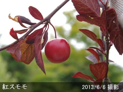 【予約商品】大苗◇スモモ(李
