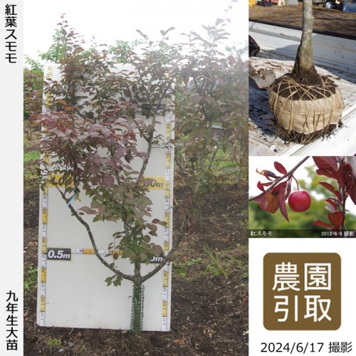 河津桜 サクラ 桜 しだれ桜の大苗 果樹苗 大苗 苗木販売の隅田農園 京都丹波