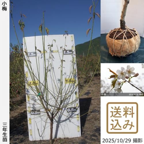 <img class='new_mark_img1' src='https://img.shop-pro.jp/img/new/icons14.gif' style='border:none;display:inline;margin:0px;padding:0px;width:auto;' />2025ǯͽʡ3ǯġ()()[Ϸ 2023ǯ:LL]