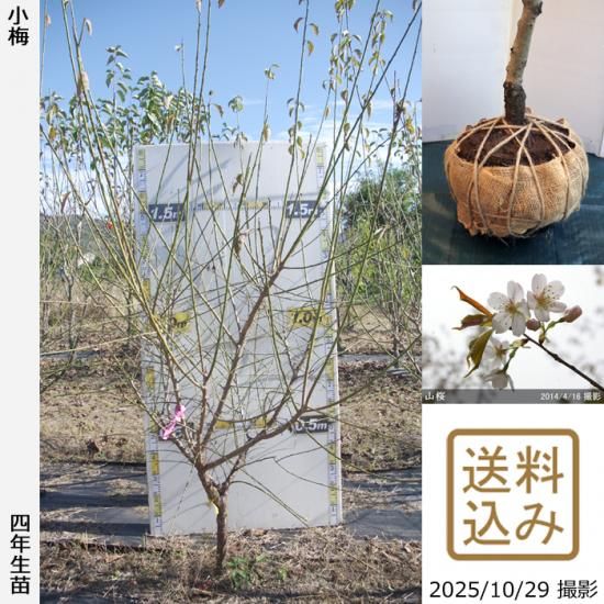 【順次出荷中】大苗◇ウメ(実梅