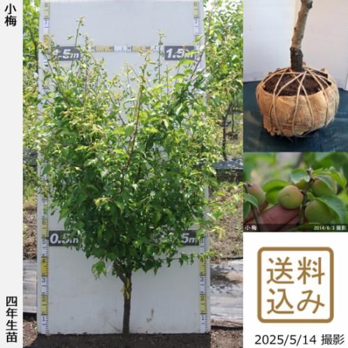 【順次出荷中】大苗◇ウメ(実梅